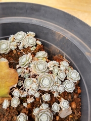 Orostachys furusei