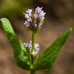 Plectritis ciliosa