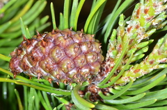 Pinus contorta bolanderi