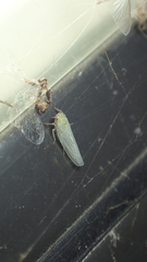 Macrosteles quadrilineatus