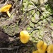 Lichenomphalia alpina - Photo (c) Kathy Warburton, alguns direitos reservados (CC BY), uploaded by Kathy Warburton