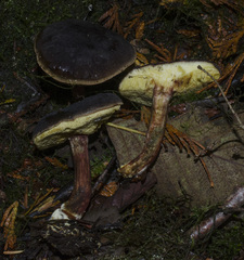 Xerocomellus zelleri