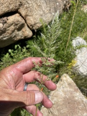 Polypogon interruptus