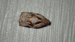 Archips grisea