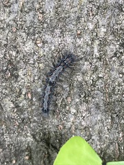 Lepidoptera