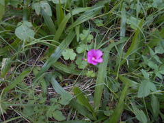 Oxalis