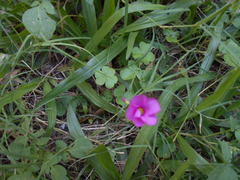 Oxalis