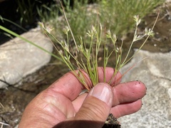 Juncus ranarius