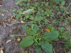 Chaptalia nutans