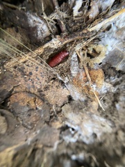 Parcoblatta americana