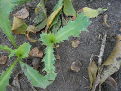Eryngium coronatum