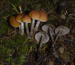 Hypholoma marginatum