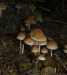 Hypholoma marginatum