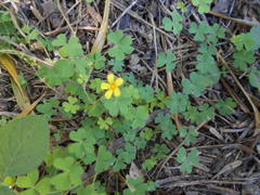 Oxalis