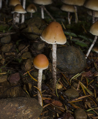 Hypholoma marginatum