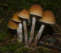 Hypholoma marginatum