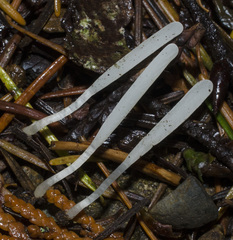 Clavaria acuta