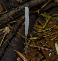 Clavaria acuta