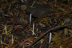 Clavaria acuta