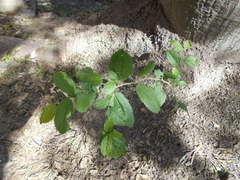 Celtis chichape