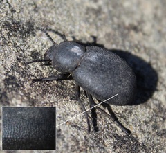 Phymatiotris quadricollis