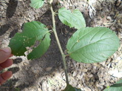 Celtis chichape