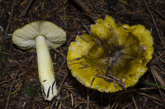 Tricholoma sejunctum
