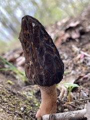 Morchella esculenta esculenta