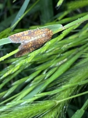 Perigea xanthioides