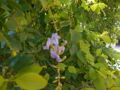 Duranta erecta