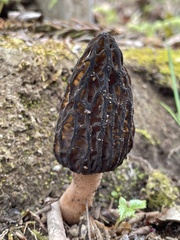 Morchella esculenta esculenta