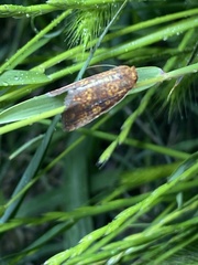 Perigea xanthioides