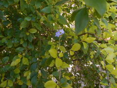 Duranta erecta