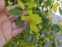 Duranta erecta