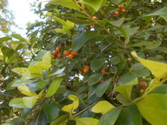 Duranta erecta