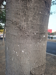 Enterolobium cyclocarpum