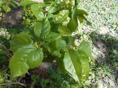 Handroanthus heptaphyllus