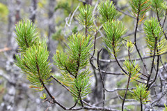 Pinus contorta bolanderi