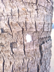 Cocos nucifera