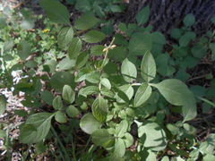 Solanum