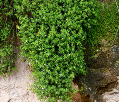 Arcytophyllum thymifolium