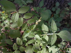 Solanum
