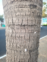 Cocos nucifera