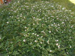 Solanum