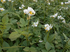 Solanum