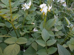 Solanum