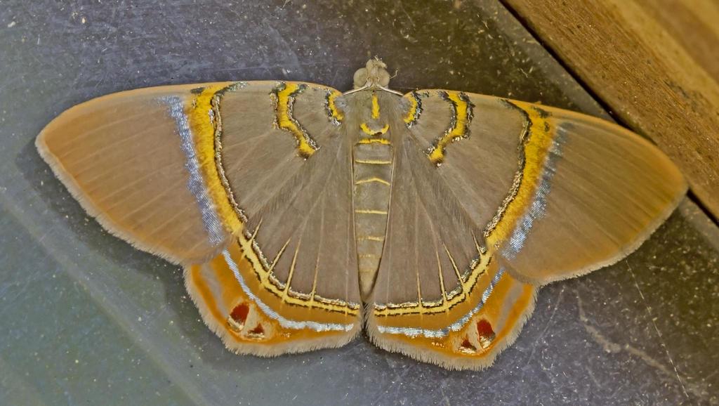 Jeweled Satyr Moth