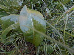 Jaborosa integrifolia