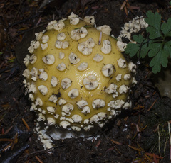 Gemmatae