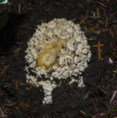 Gemmatae